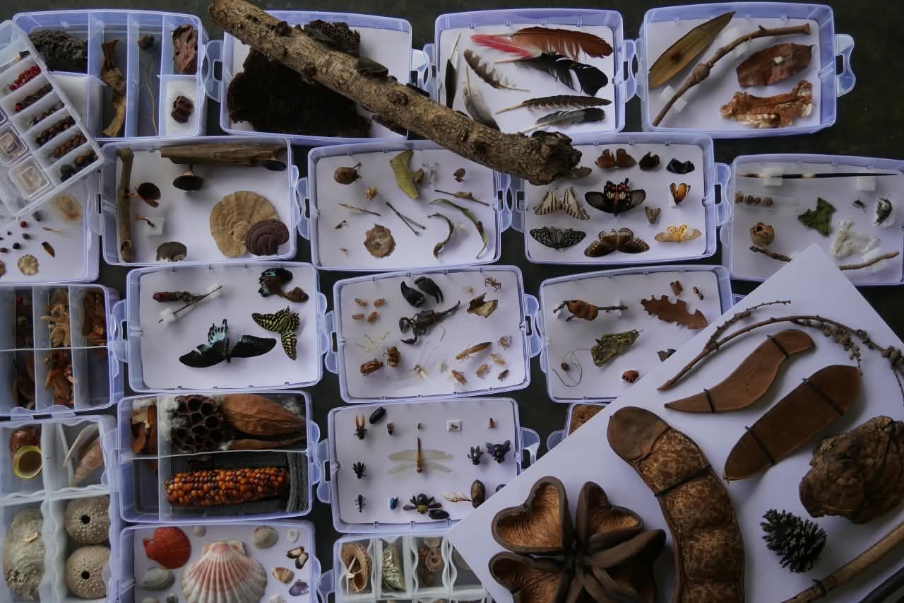 Open trays from the museum trunk, filled with feathers, seed pods, shells, sea urchins, butterflies, beetles and fungi