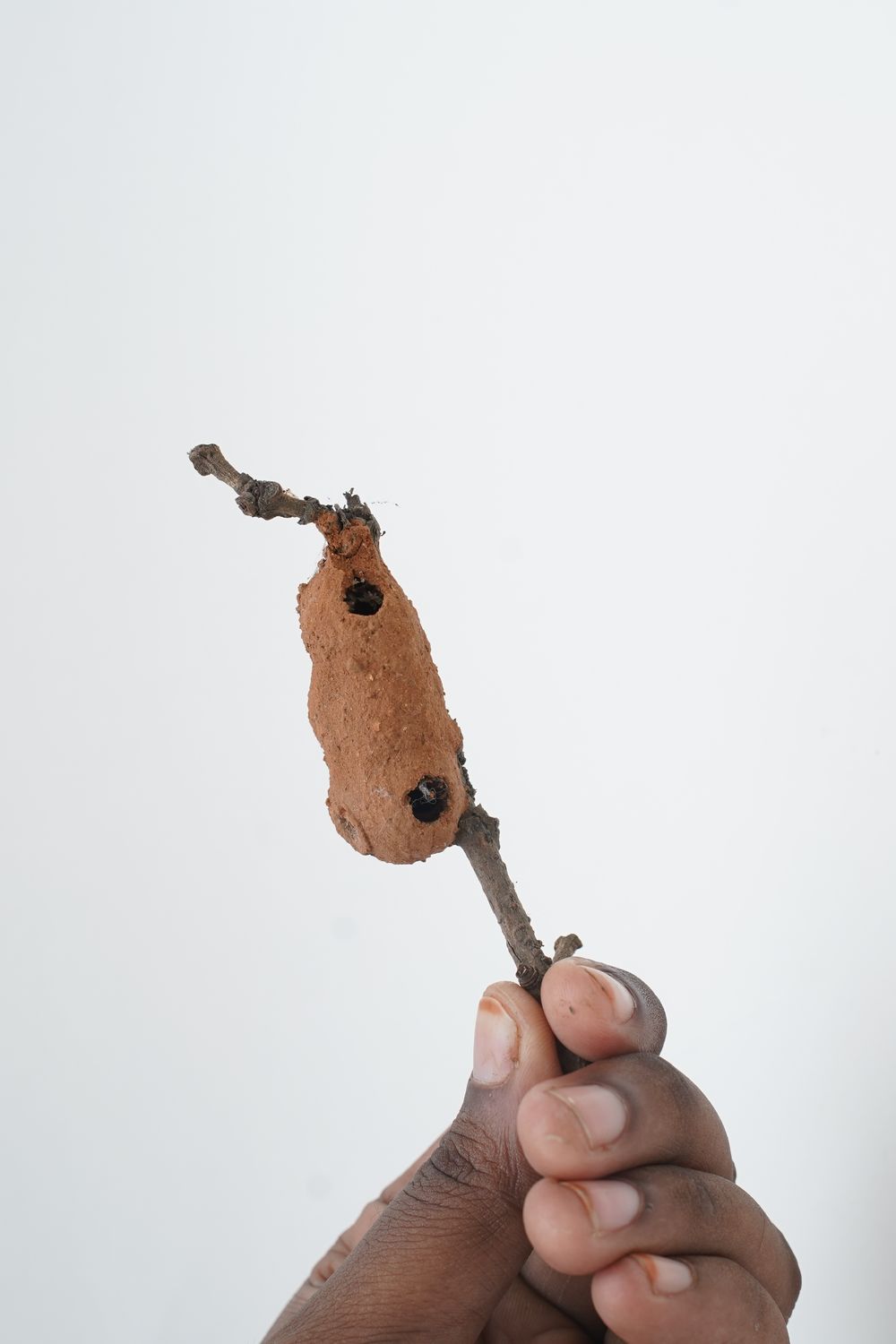 A hand holds up a twig with a potter wasp's mud nest on it, the nest pierced by two round exit holes